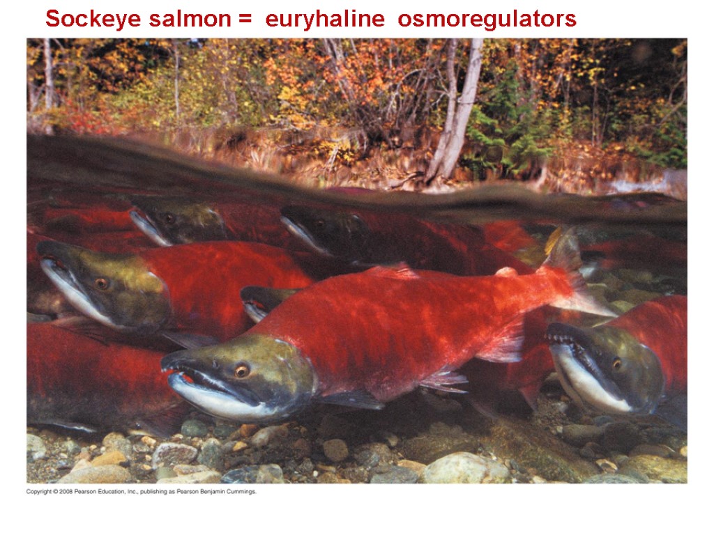 Sockeye salmon = euryhaline osmoregulators